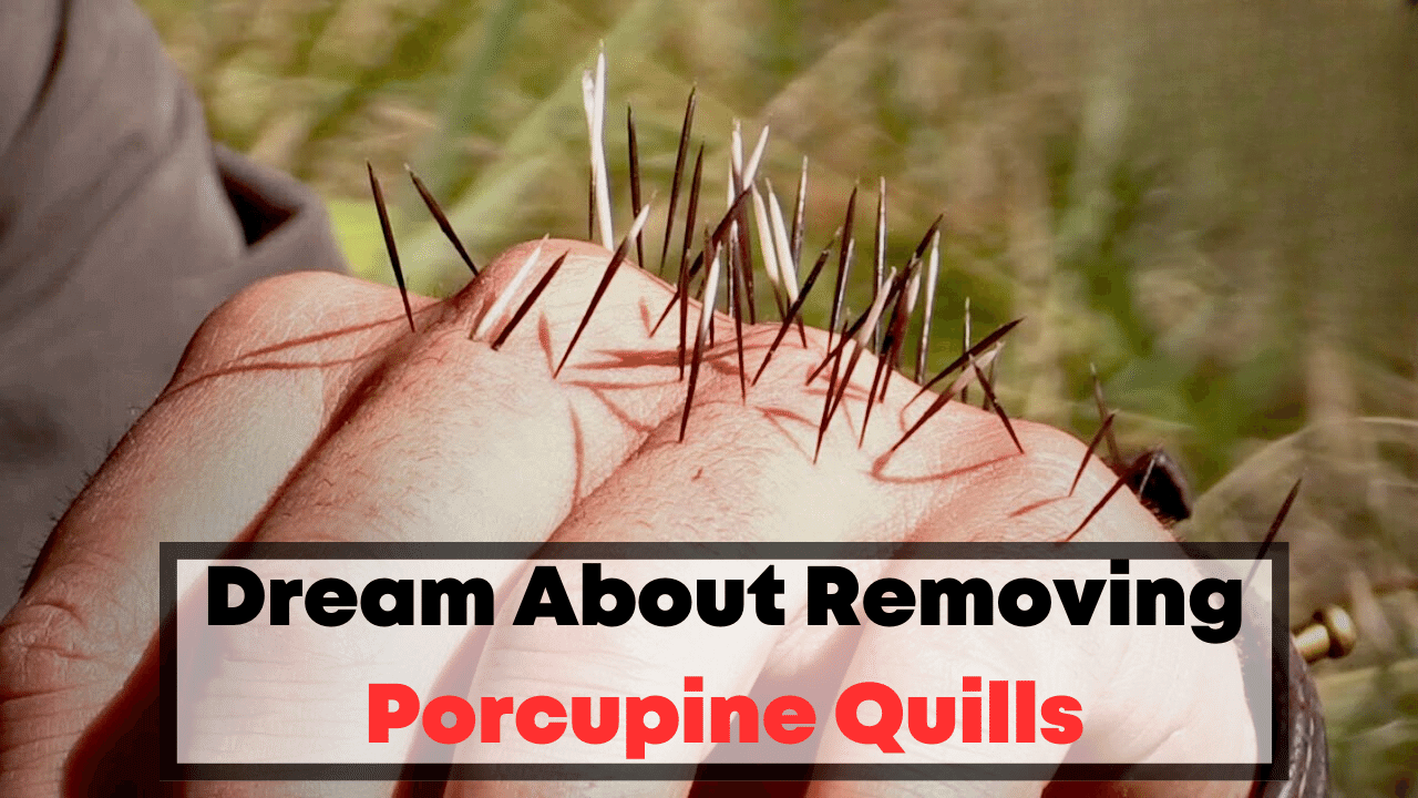 Dream About Removing Porcupine Quills