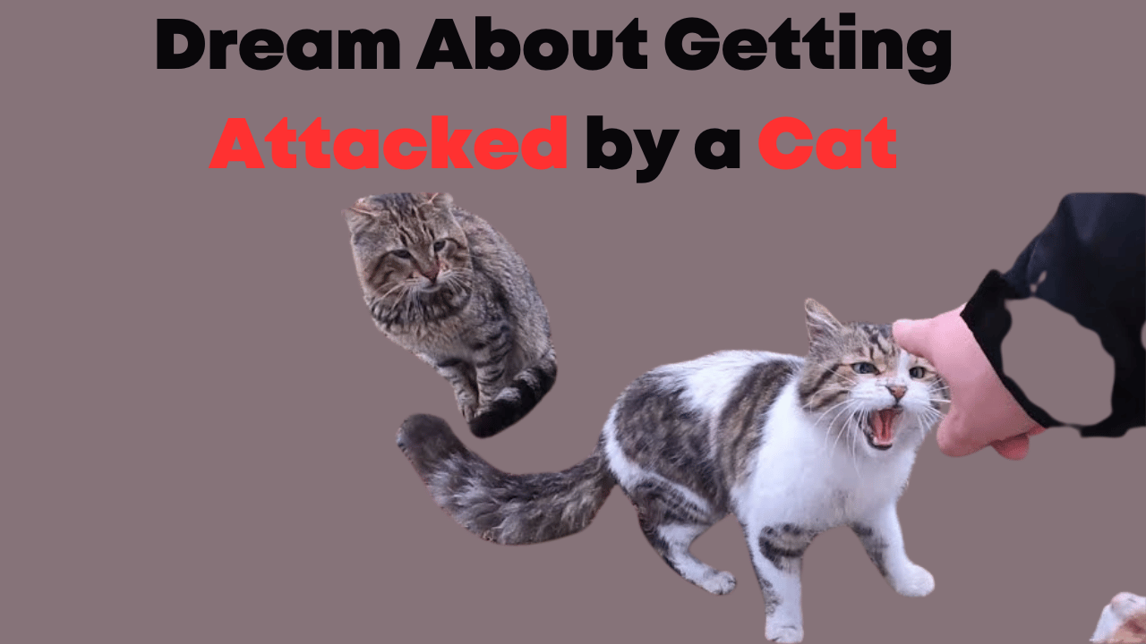 Dream About Getting Attacked by a Cat