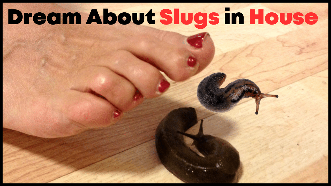 Dream About Slugs in House