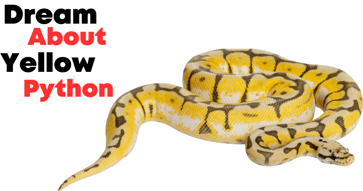 Dream About Yellow Python