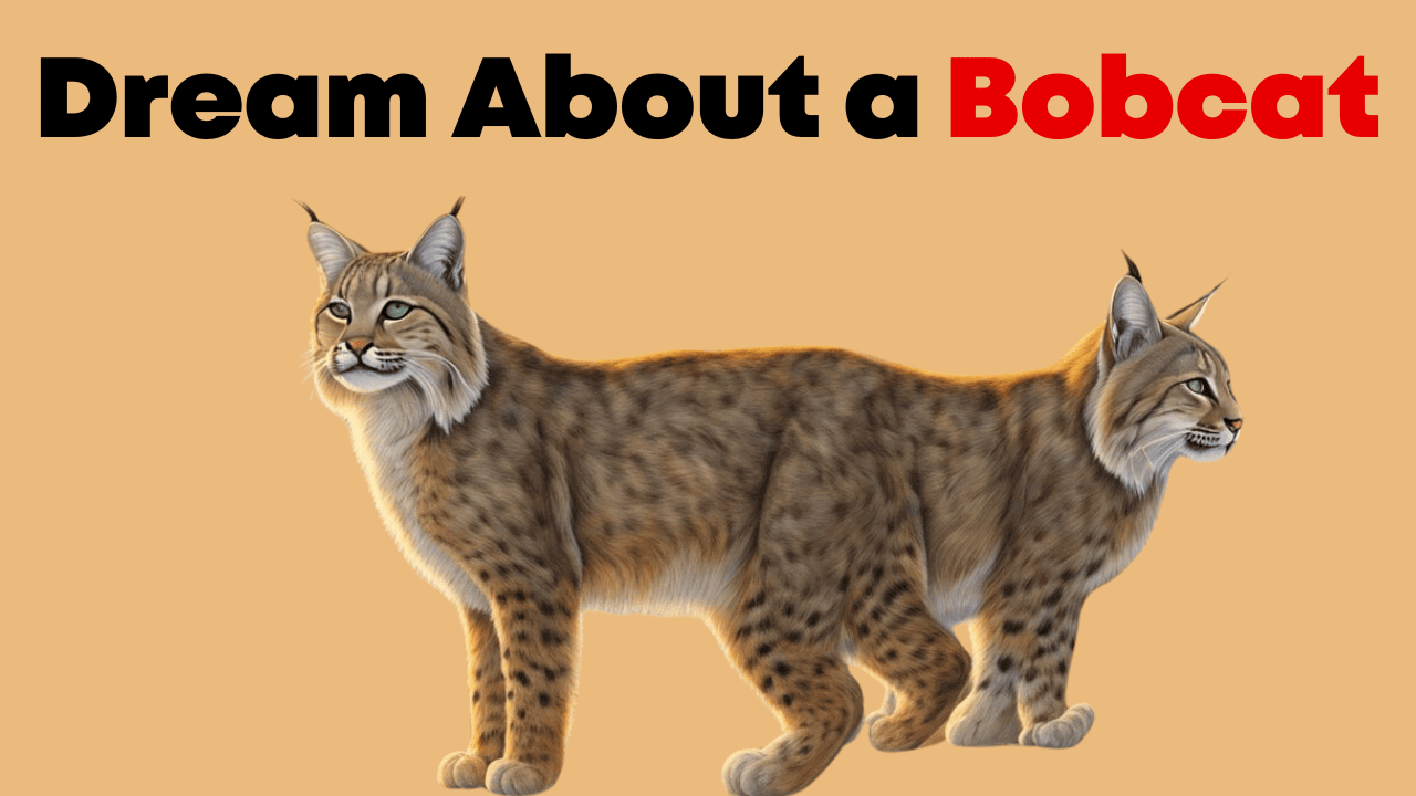 Dream About a Bobcat