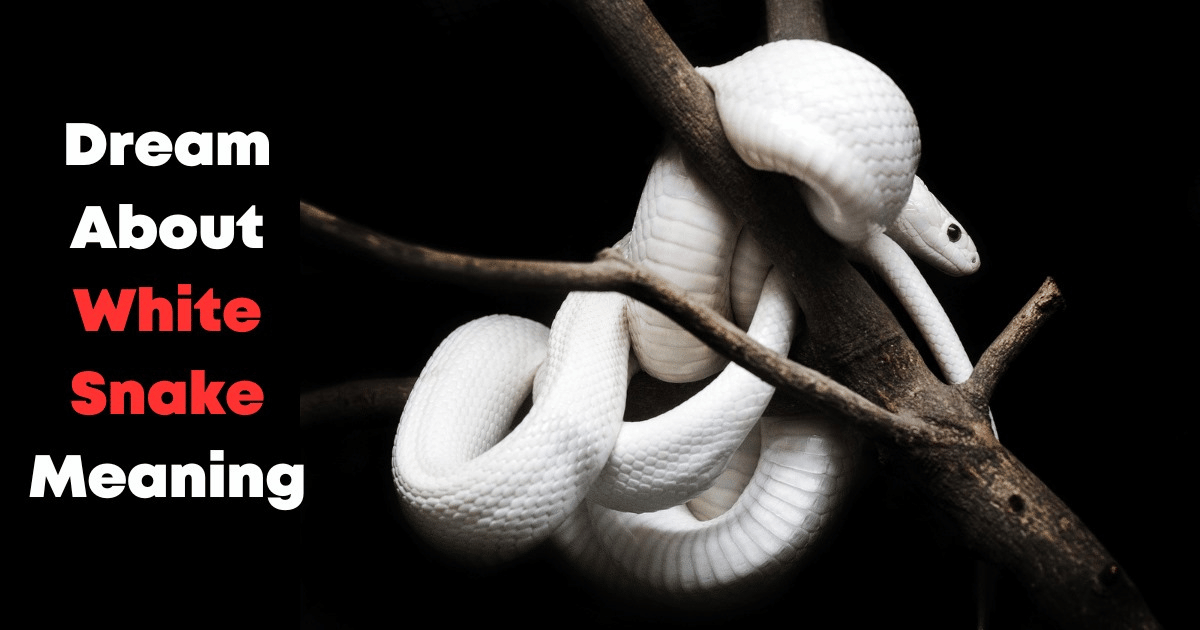 Dream About White Snake Meaning