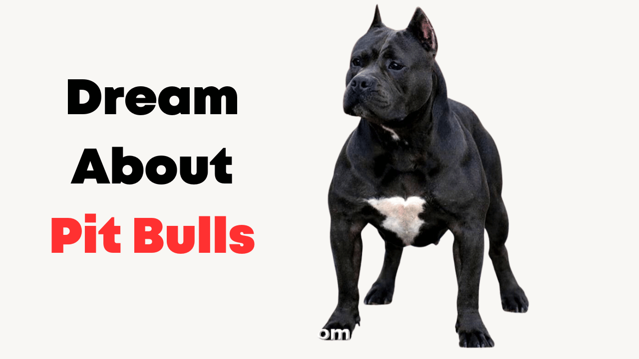 Dream About Pit Bulls