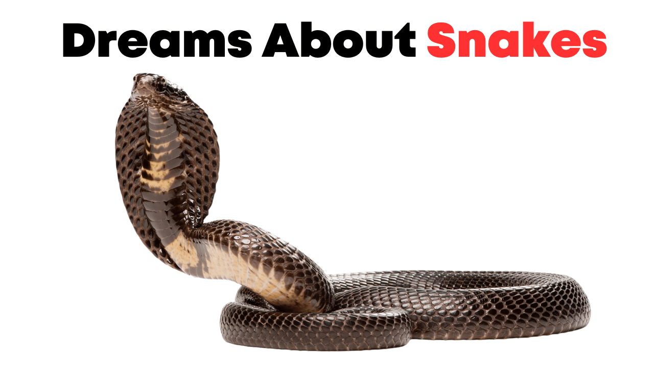 Dreams About Snakes