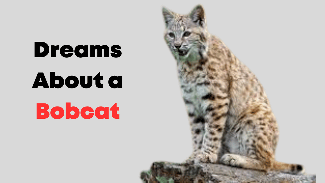 Dreams About a Bobcat