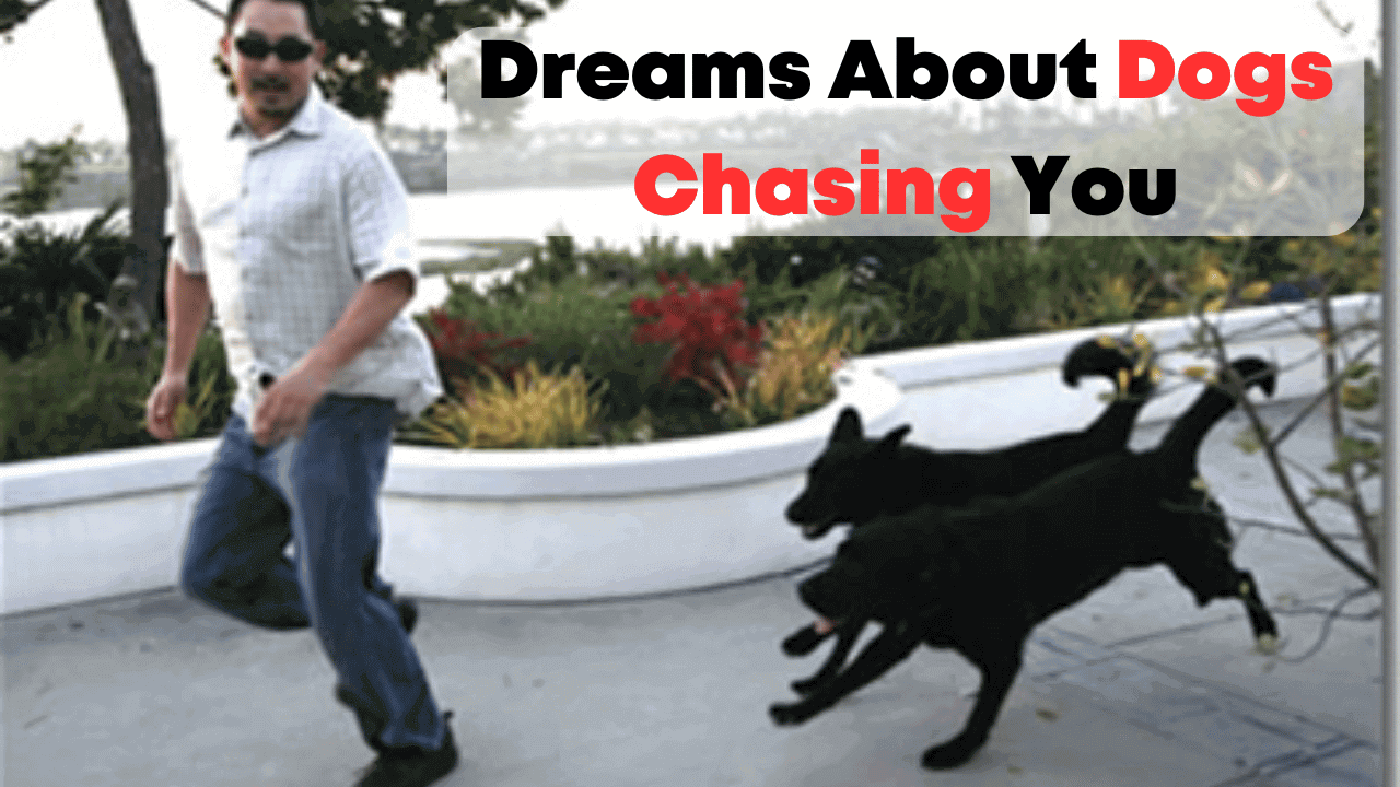 Dreams About Dogs Chasing You