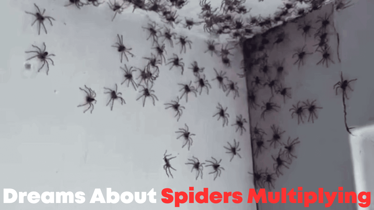 Dreams About Spiders Multiplying