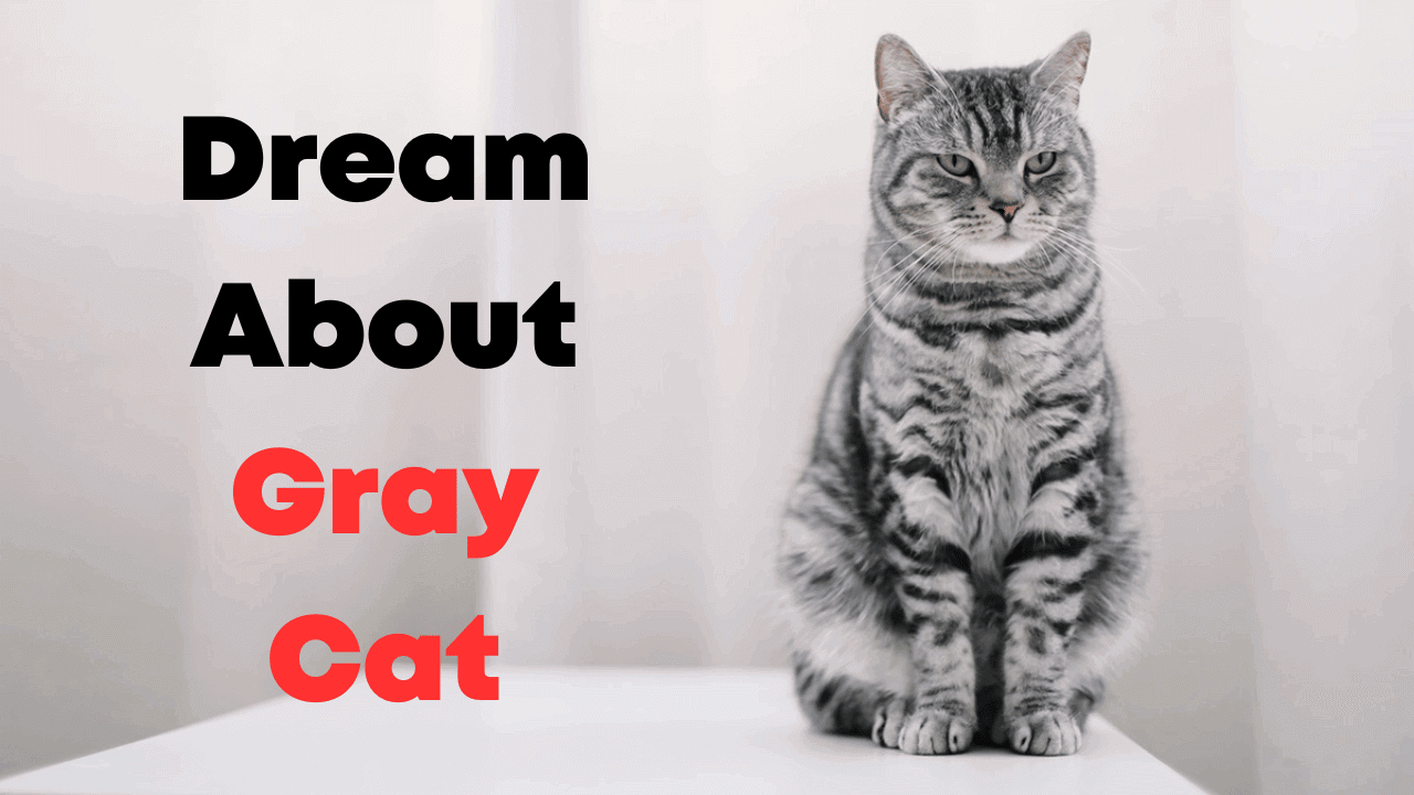 Dream About Gray Cat