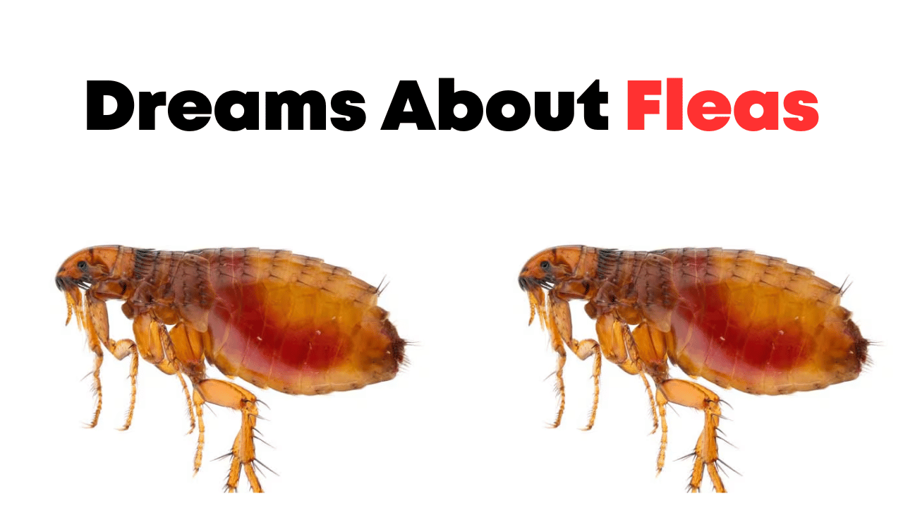 Dreams About Fleas