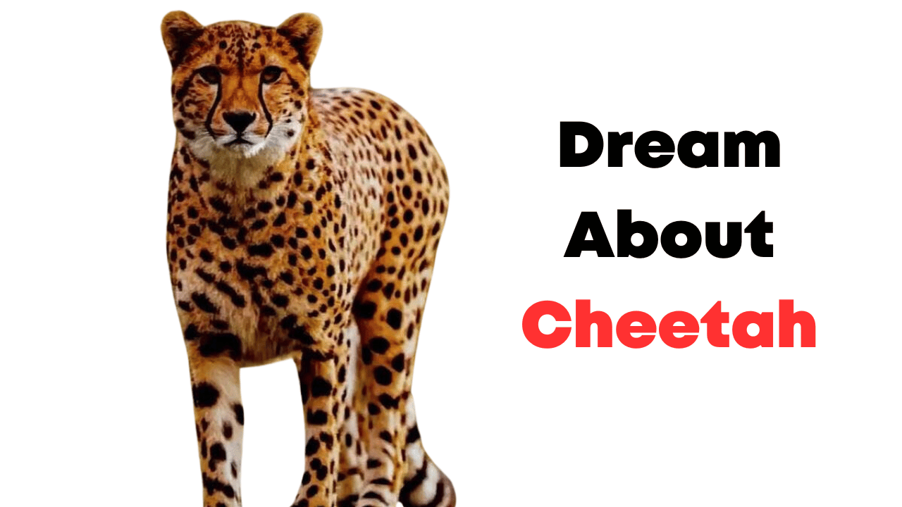 Dream About Cheetah