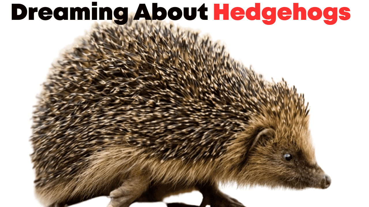 Dreaming About Hedgehogs