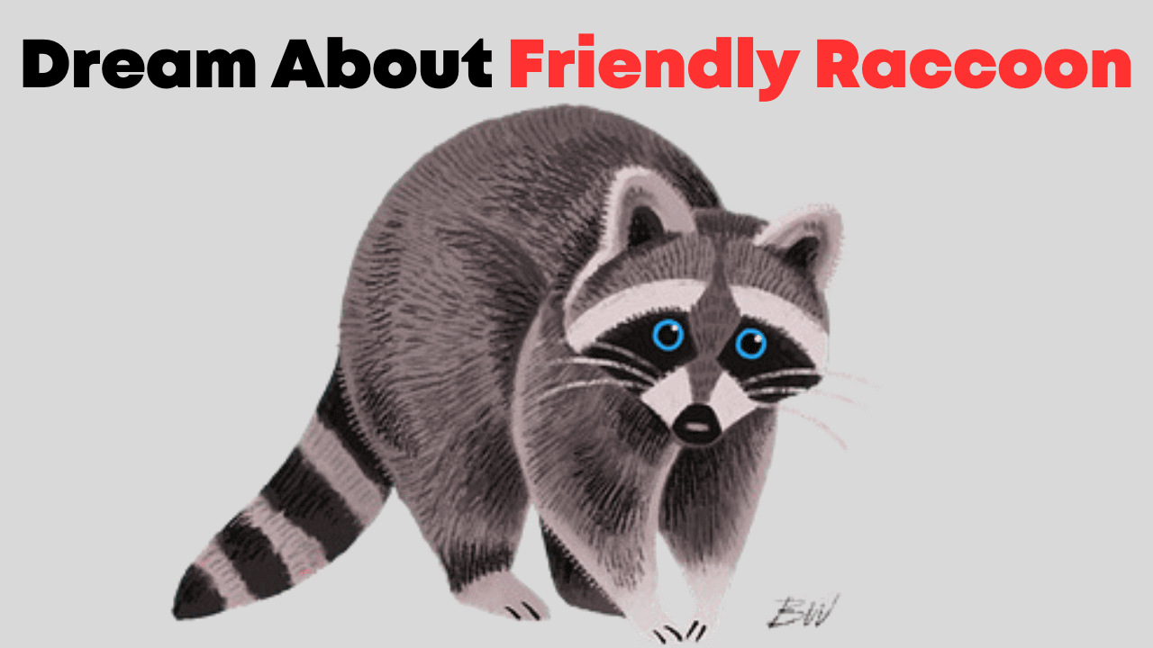 Dream About Friendly Raccoon