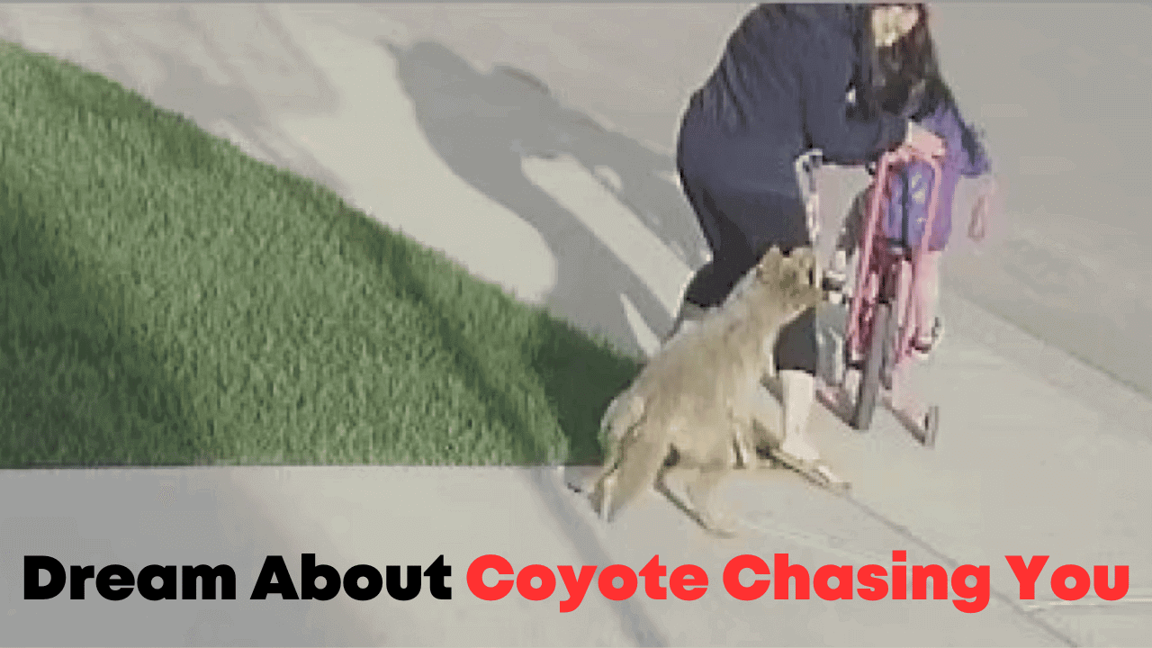 Dream About Coyote Chasing You