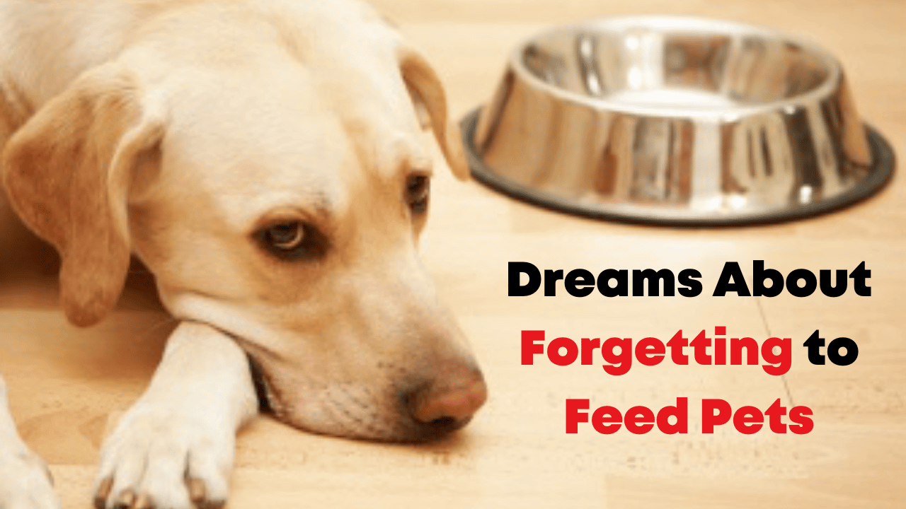 Dreams About Forgetting to Feed Pets